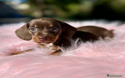 Teckel Miniatura perros en venta: Teckel mini chocolate  - Imagen 3