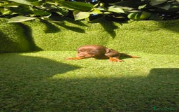 Teckel Miniatura perros en venta: camada teckel canichen muy pequeños  - Imagen 33