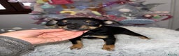 Pinscher Miniatura perros en venta: Hembra mini pincher negra y fuego  - Anuncio 3