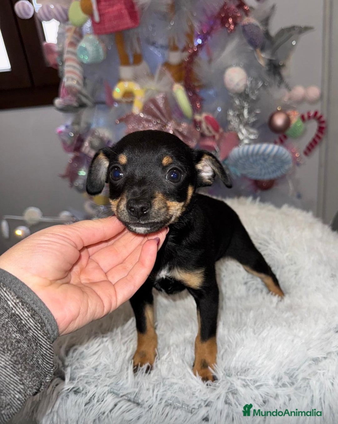 Pinscher Miniatura perros en venta: Hembra mini pincher negra y fuego  - Anuncio 3