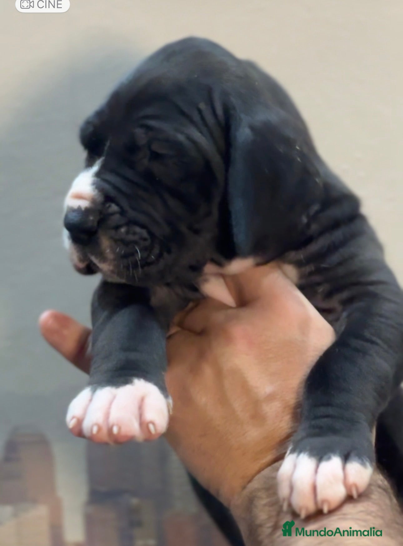 Dogo Alemán perros Camada gran danes o dogo aleman - Anuncio 1