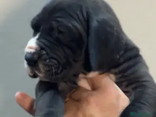 Dogo Alemán perros Camada gran danes o dogo aleman - Anuncio 1