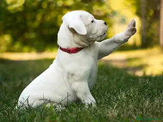 Dogo Argentino perros CACHORROS DE DOGO ARGENTINO , EXCELENTE LINEA !! - Anuncio 21