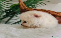 Pomerania perros en venta: POMERANIA HEMBRA  - Imagen 4