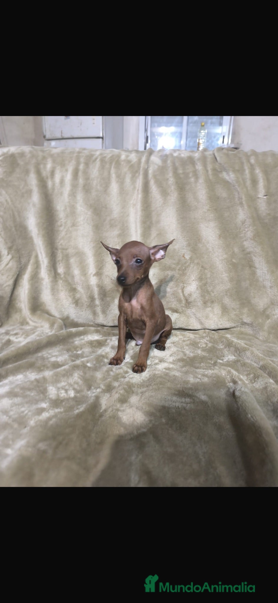 Pinscher Miniatura perros Pinscher miniatura rojos y negros fuego🐶🐾 - Anuncio 1