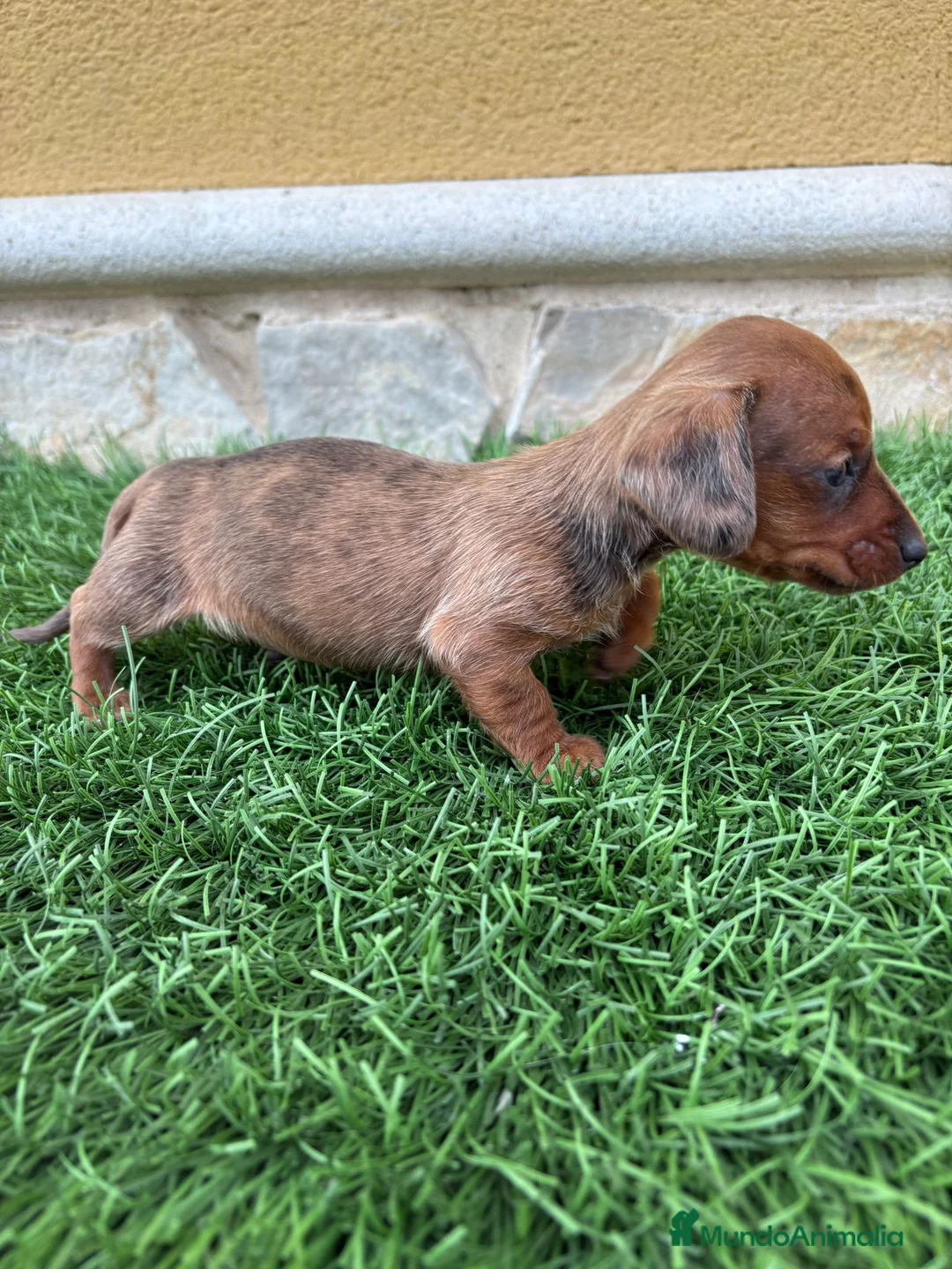Teckel Miniatura perros en venta: Teckel Kaninchen espectacular cachorro - Anuncio 4