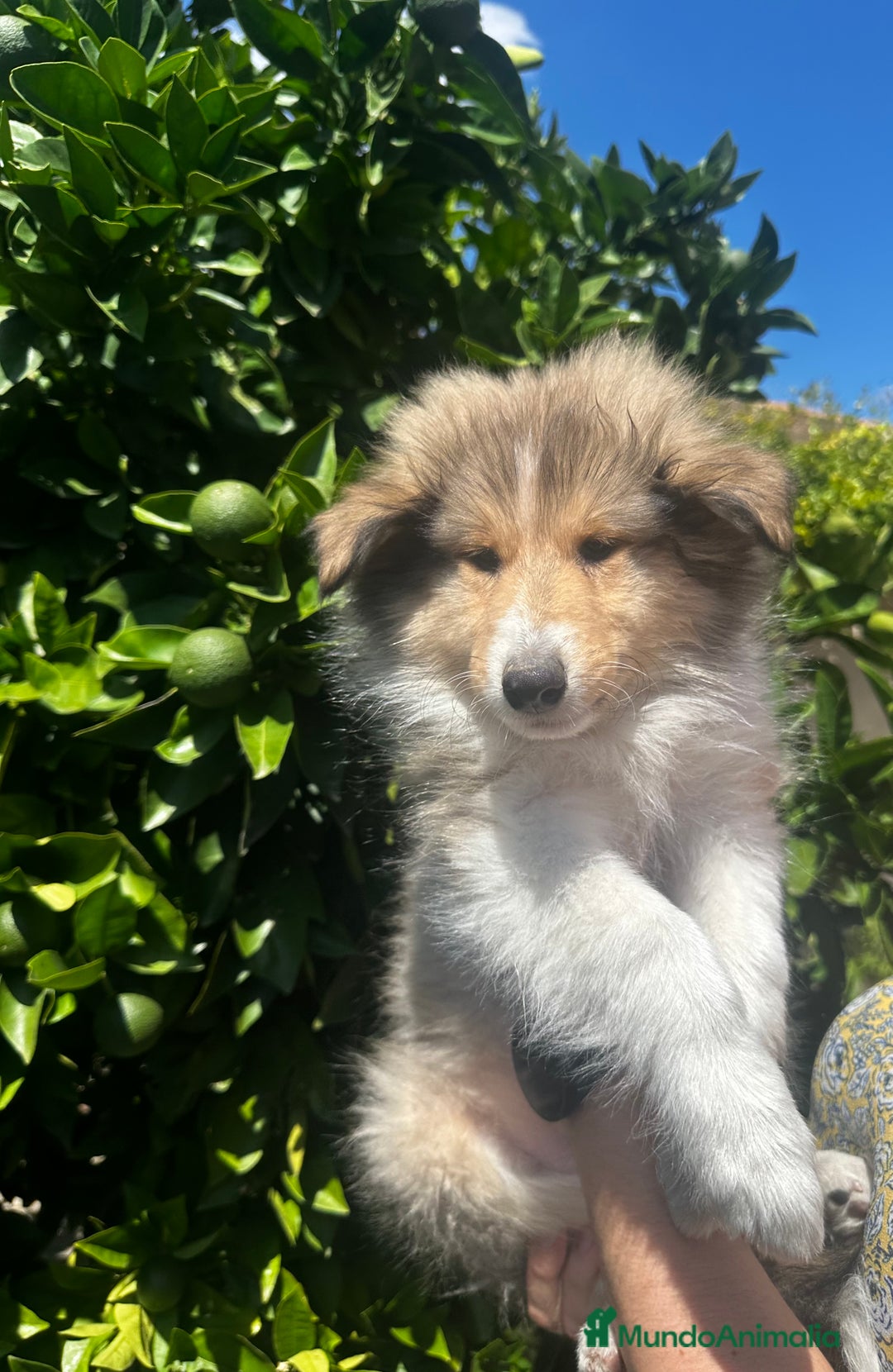 Collie de Pelo Largo perros en venta: Preciosa camada rough collie - Imagen 4