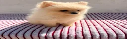 Pomerania perros en venta: Lulu Pomerania toy  - Anuncio 1