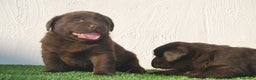 Labrador Retriever perros en venta: Cachorros de Labrador de criador profesional en Madrid - Anuncio 7