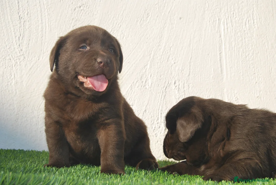 Labrador Retriever perros en venta: Cachorros de Labrador de criador profesional en Madrid - Anuncio 7