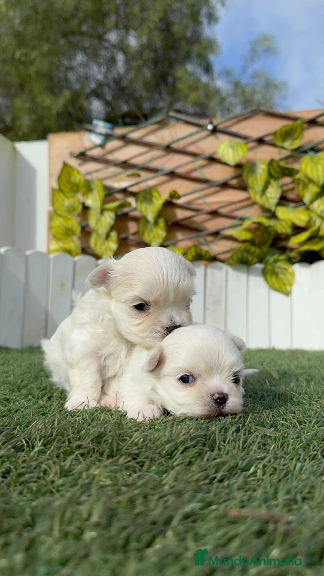 Bichón Maltés perros en venta: BICHÓN MALTÉS COREANO - Anuncio 11