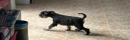 Schnauzer Miniatura perros en venta: Caraby Schnahuzer miniatura  en Alicante - Anuncio 7