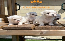 Bichón Maltés perros en venta: Bichón maltés  - Imagen 2