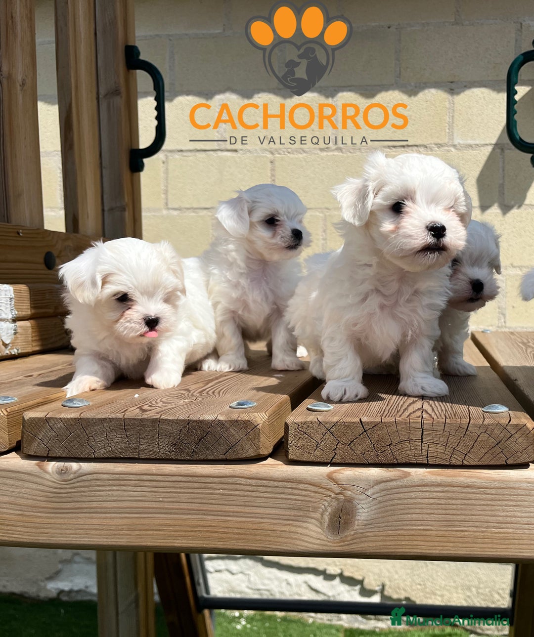 Bichón Maltés perros en venta: Bichón maltés  - Imagen 2