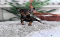 Pinscher Miniatura perros en venta: MINI PINSCHER MUNIATURA - Anuncio 5