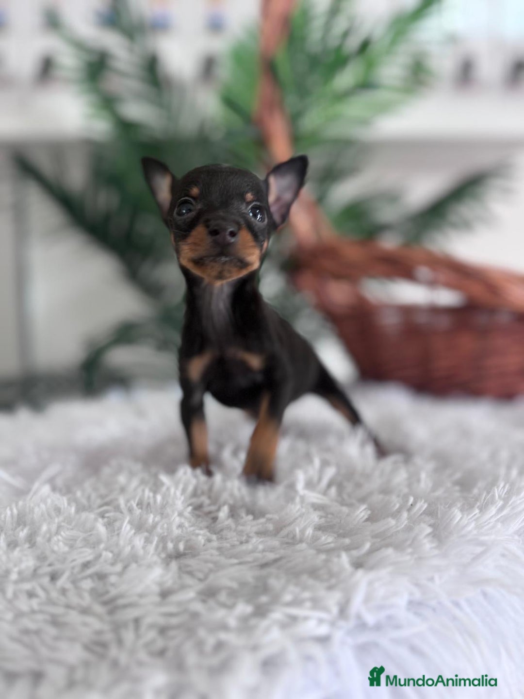 Pinscher Miniatura perros en venta: MINI PINSCHER MUNIATURA - Anuncio 5