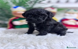 Caniche Toy perros en venta: CANICHE TOY - Anuncio 4