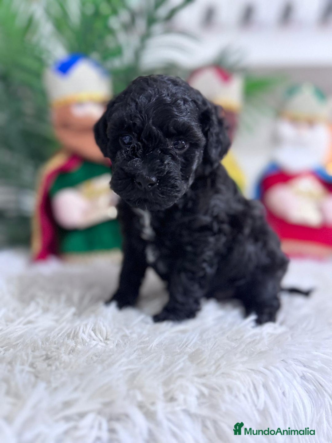 Caniche Toy perros en venta: CANICHE TOY - Anuncio 4