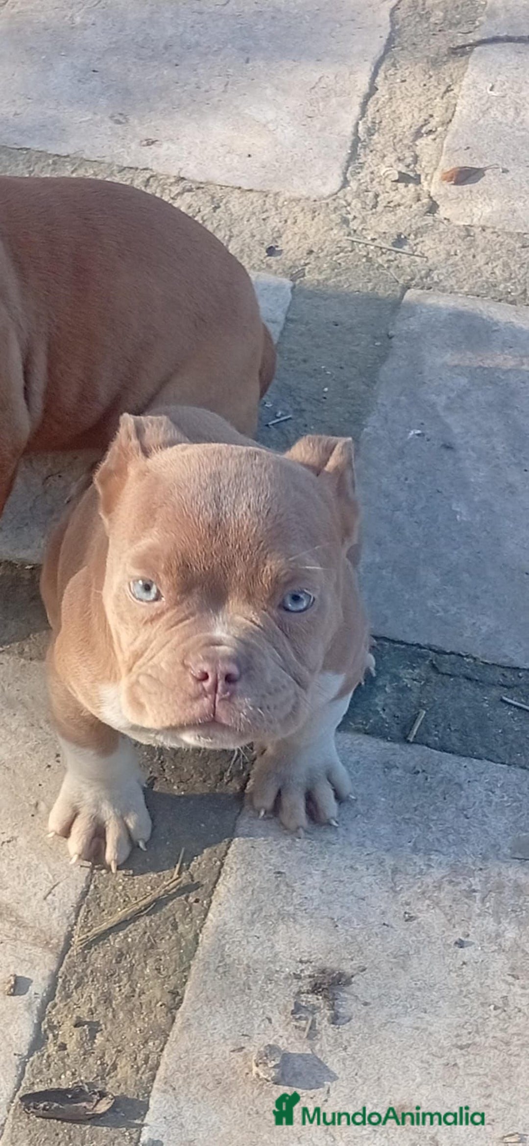 American Bully perros en venta: American bully pocket  - Anuncio 3