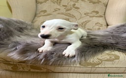 Jack Russell Terrier perros en venta: Cachorros de Jack Russell  - Imagen 7