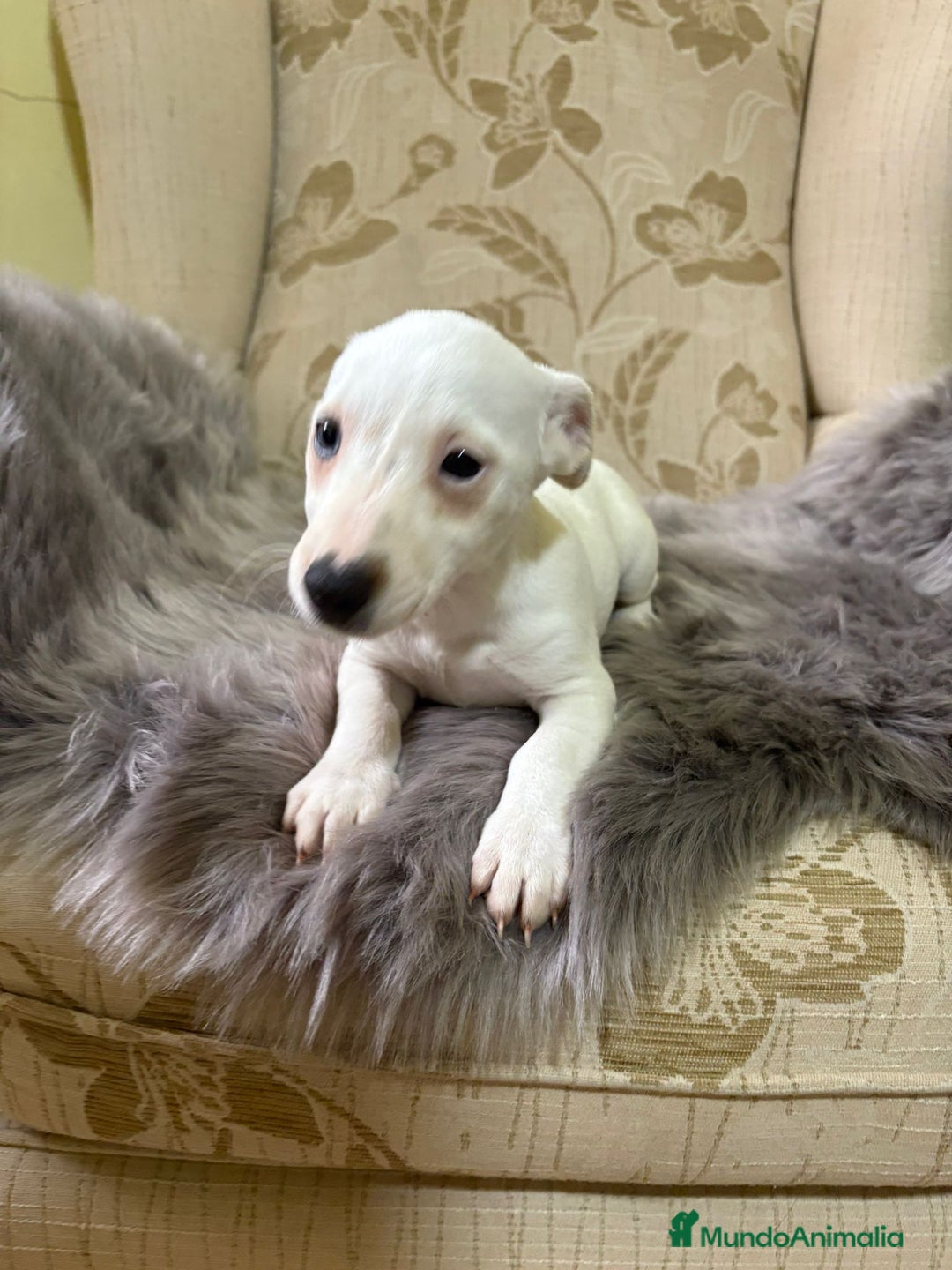 Jack Russell Terrier perros en venta: Cachorros de Jack Russell  - Imagen 7