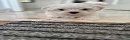 Bichón Maltés perros en venta: bichon maltes coreano  - Anuncio 1