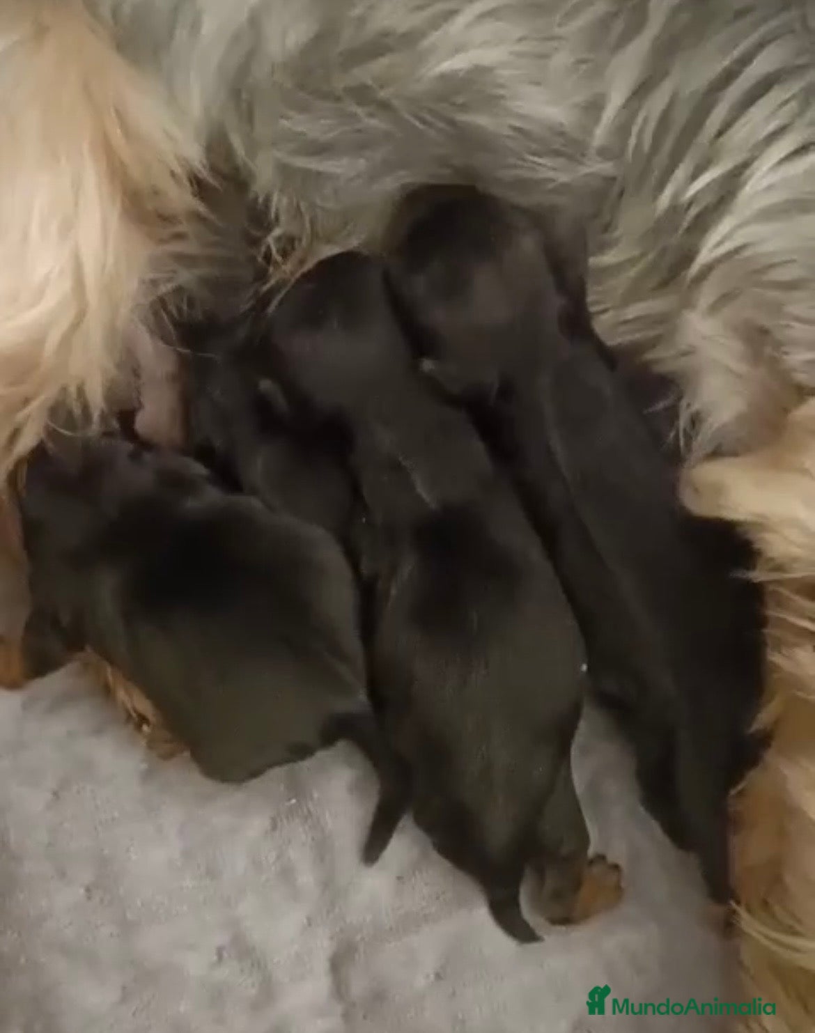 Yorkshire Terrier perros YORKSHIRE TERRIER - Anuncio 1