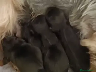 Yorkshire Terrier perros YORKSHIRE TERRIER - Anuncio 1