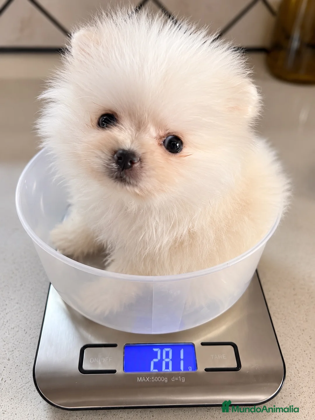 Pomerania perros en venta: POMERANIA MICRO TOY 🤍🐾 - Anuncio 1
