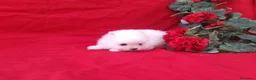 Pomerania perros en venta: IMPRESIONANTES POMERANIA MACHOS Y HEMBRAS  - Anuncio 31
