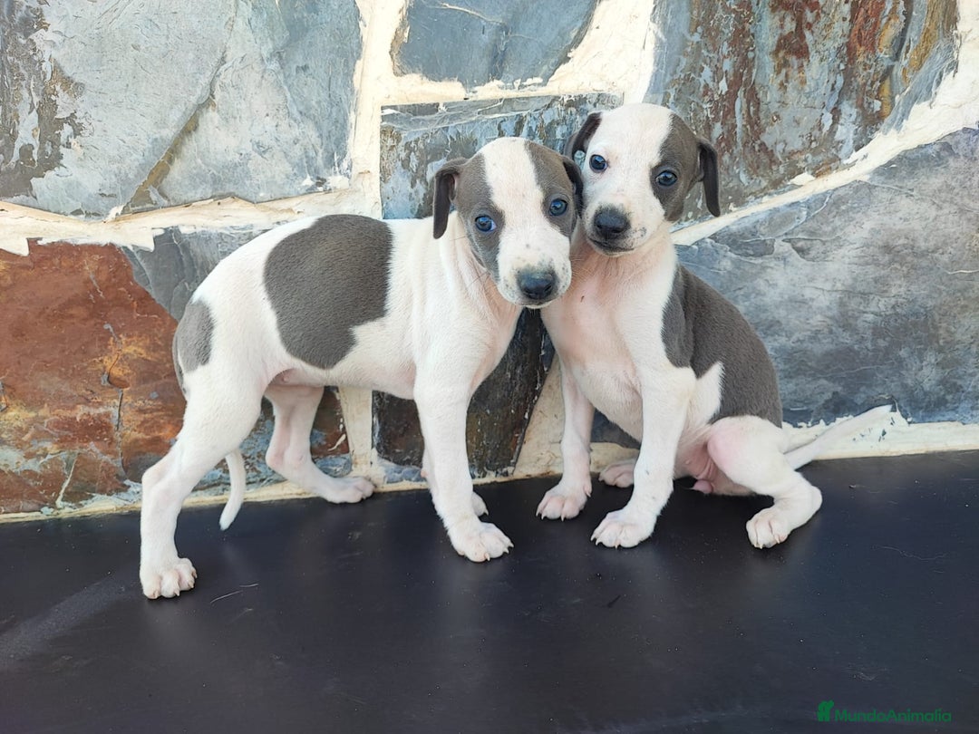 Whippet perros en venta: WHIPPET Blanco y blue  - Imagen 1