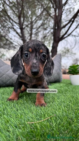 Teckel perros en Asturias - Anuncio 3