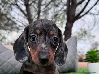 Teckel perros TECKEL MERLE - Anuncio 3