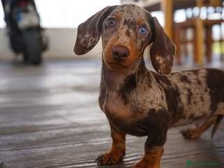 Teckel perros - Anuncio 2