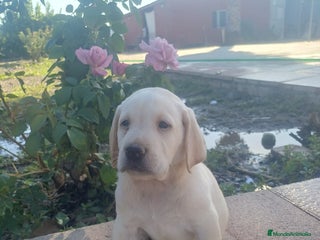 Labrador Retriever perros - Anuncio 5