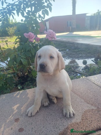Labrador Retriever perros - Anuncio 1
