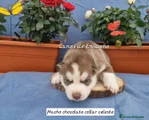 Husky Siberiano Cachorro 4