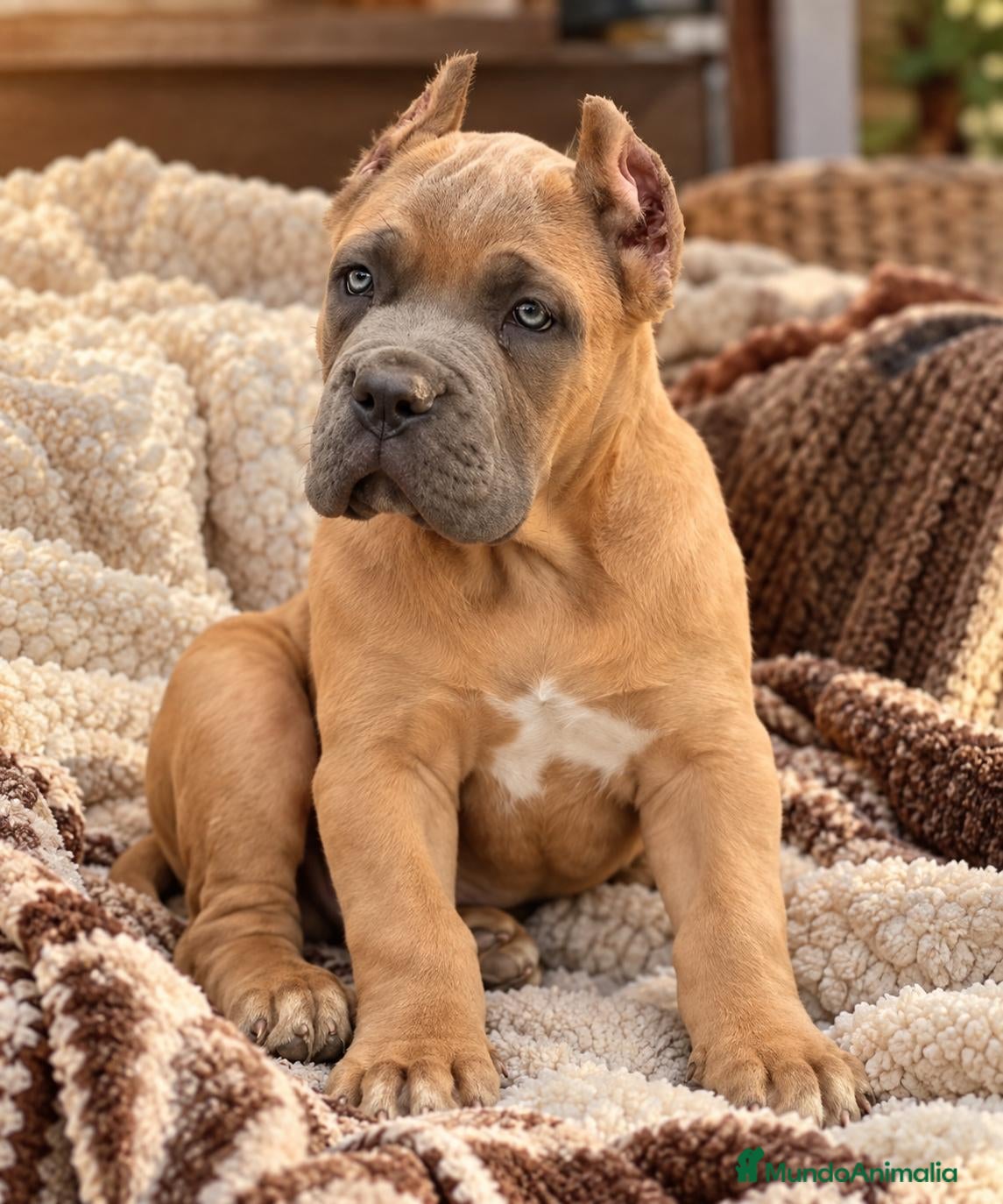 Cane Corso perros Cane corso  - Anuncio 1