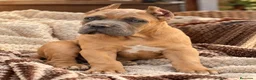 Cane Corso perros en venta: Cane corso  - Anuncio 1