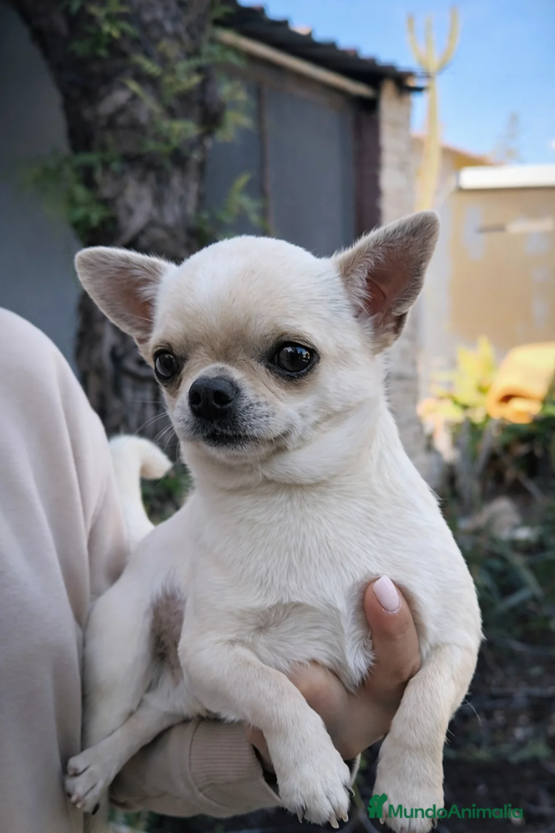 Chihuahua perros en venta: cachorros de chihuahua  - Anuncio 7