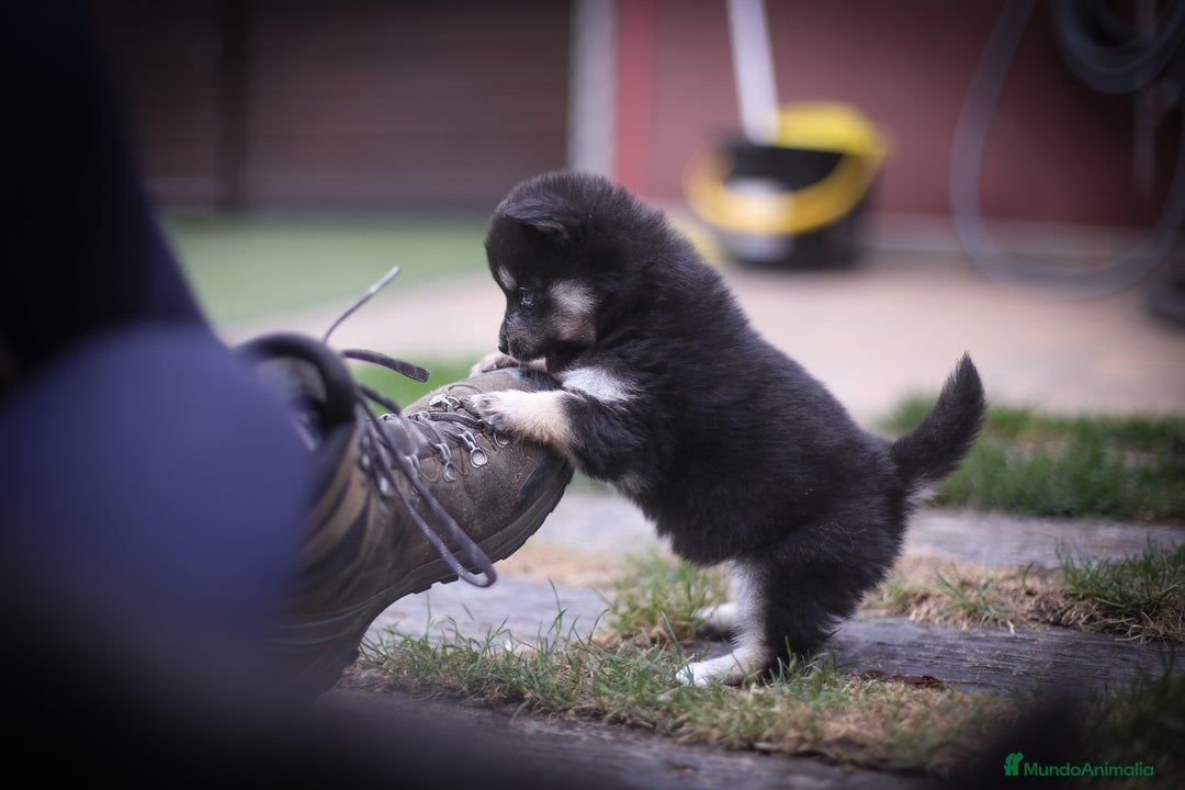 Pomsky perros en venta: Pomsky Toy F3 - Imagen 7