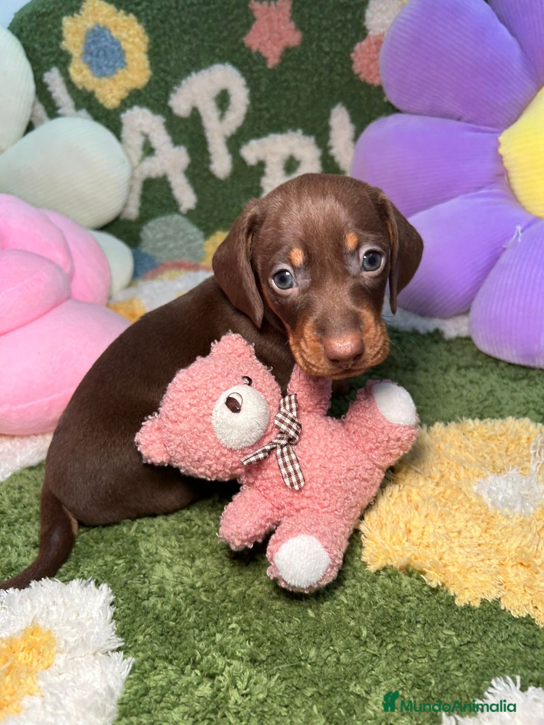 Teckel perros en venta: Teckel Kaninchen Chocolate Macho en Madrid - Imagen 1