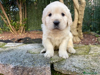 Golden Retriever perros GOLDEN RETRIEVER - Anuncio 6