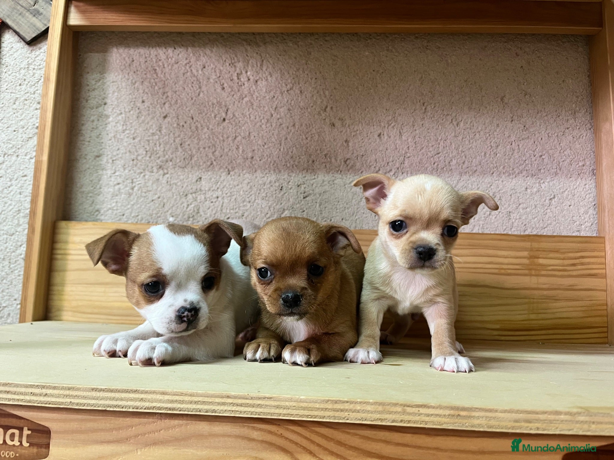 Chihuahua perros Chihuahuas  - Anuncio 1