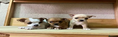 Chihuahua 1