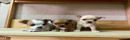 Chihuahua perros en venta: Chihuahuas  - Anuncio 1