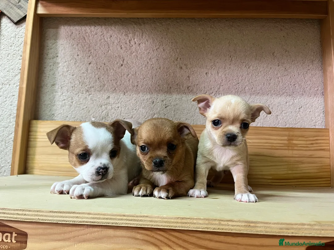 Chihuahua perros en venta: Chihuahuas  - Anuncio 1