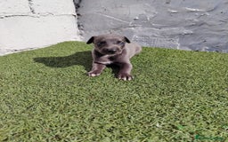 Whippet perros en venta: Whippet blue  - Imagen 3