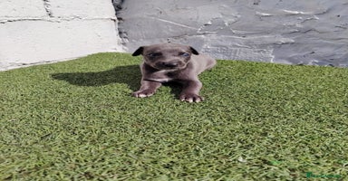 Whippet perros - Propaganda 6