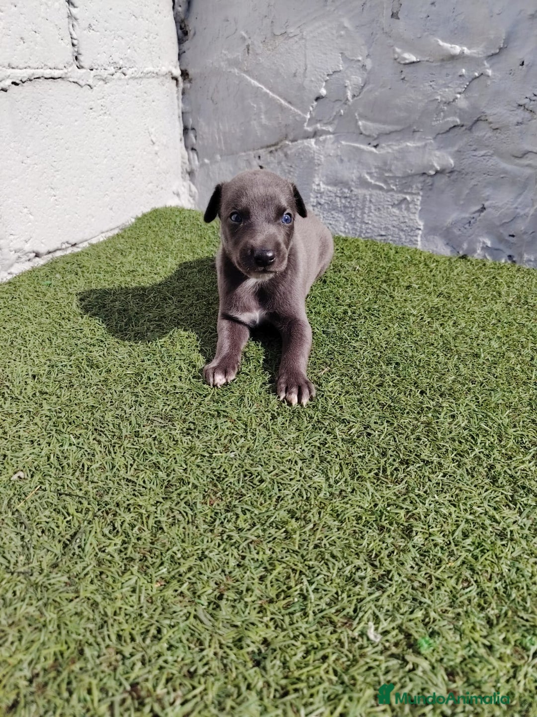 Whippet perros en venta: Whippet blue  - Imagen 3